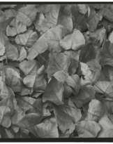 HARRY CALLAHAN (1912–1999)