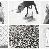 WILLIAM WEGMAN (B. 1942) - Foto 1