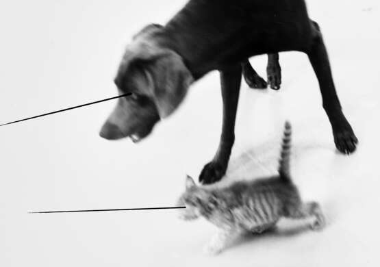 WILLIAM WEGMAN (B. 1942) - Foto 6