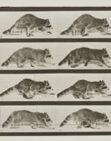 EADWEARD MUYBRIDGE (1830-1904)