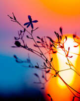 The beam of the sun golden The beam of the sun golden