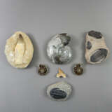Konvolut Fossilien - 7 -tlg, 3 Ammonite, 1 Trilobi… - фото 1