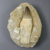 Konvolut Fossilien - 7 -tlg, 3 Ammonite, 1 Trilobi… - фото 2