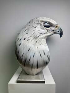White Gyrfalcon
