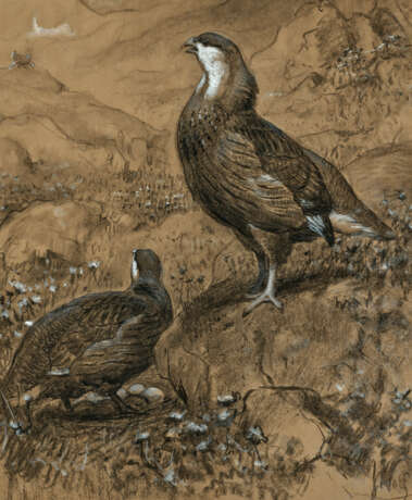 JOSEPH WOLF (M&#214;RZ 1820-1899 LONDON) - photo 1