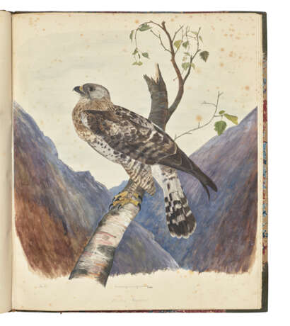 NEWTON, Alfred (1829-1907) - photo 1