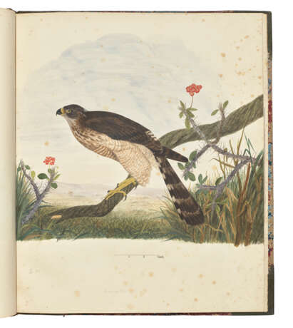 NEWTON, Alfred (1829-1907) - photo 2