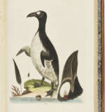 EDWARDS, George (1694-1773) - фото 3