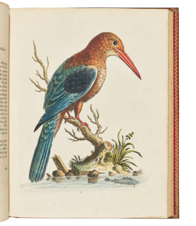 EDWARDS, George (1694-1773) - фото 4