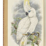 GOULD, John (1804-1881) and Richard Bowdler SHARPE (1847-1909) - фото 2