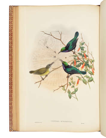 GOULD, John (1804-1881) and Richard Bowdler SHARPE (1847-1909) - фото 5