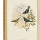 GOULD, John (1804-1881) and Richard Bowdler SHARPE (1847-1909) - фото 5