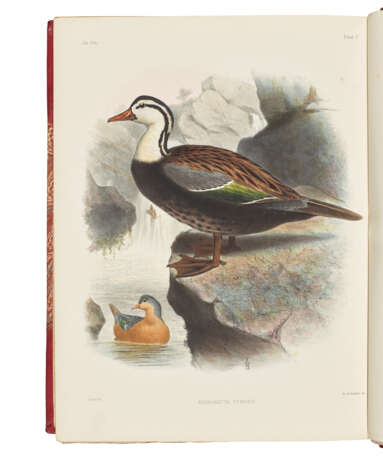 SCLATER, Philip Lutley (1829-1913) and Osbert SALVIN (1835-1898) - фото 3