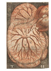 ASELLI, Gaspare (1581-1625)