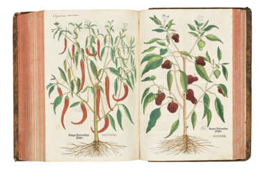 FUCHS, Leonhard (1501-1566)