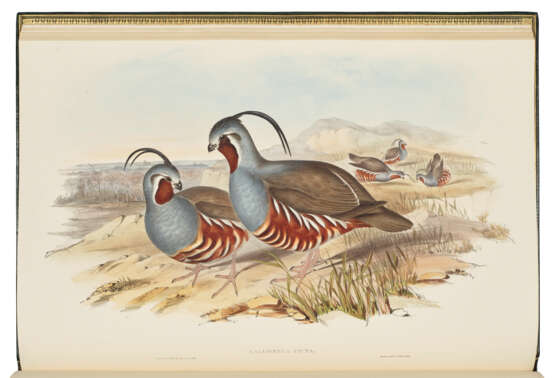 GOULD, John (1804-1881) - фото 1