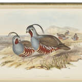 GOULD, John (1804-1881) - фото 1