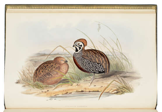 GOULD, John (1804-1881) - фото 3