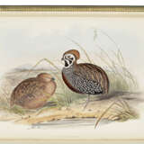 GOULD, John (1804-1881) - фото 3