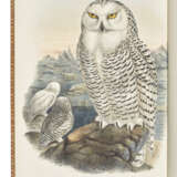 GOULD, John (1804-1881) - фото 2