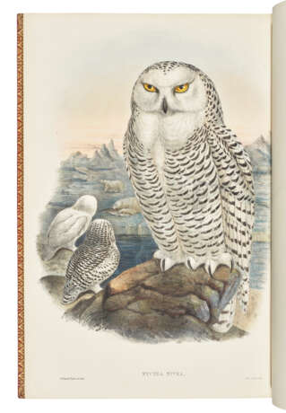 GOULD, John (1804-1881) - фото 2 GOULD, John (1804-1881) - фото 2