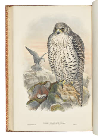 GOULD, John (1804-1881) - фото 3 GOULD, John (1804-1881) - фото 3