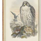 GOULD, John (1804-1881) - фото 3