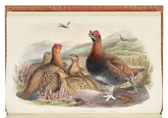 GOULD, John (1804-1881) - фото 4 GOULD, John (1804-1881) - фото 4