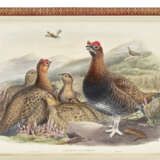 GOULD, John (1804-1881) - фото 4