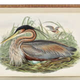 GOULD, John (1804-1881) - фото 5