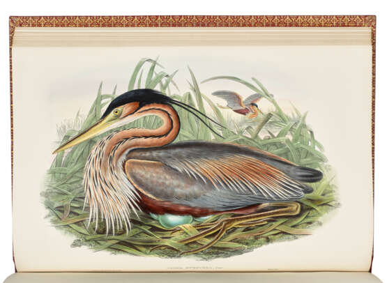 GOULD, John (1804-1881) - фото 5 GOULD, John (1804-1881) - фото 5