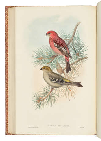 GOULD, John (1804-1881) - фото 6 GOULD, John (1804-1881) - фото 6