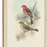 GOULD, John (1804-1881) - фото 6