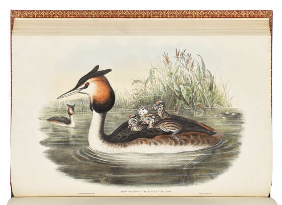 GOULD, John (1804-1881) - фото 7 GOULD, John (1804-1881) - фото 7