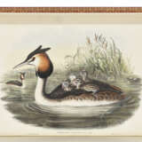 GOULD, John (1804-1881) - фото 7