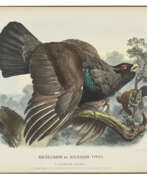 Österreich. MEYER, Adolf Bernhard (1840-1911)