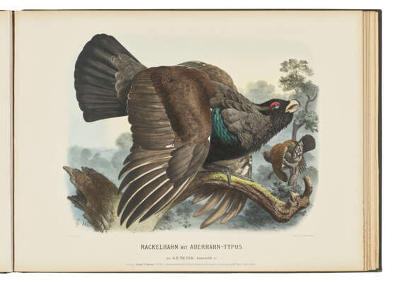 MEYER, Adolf Bernhard (1840-1911) - photo 1