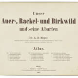 MEYER, Adolf Bernhard (1840-1911) - photo 2