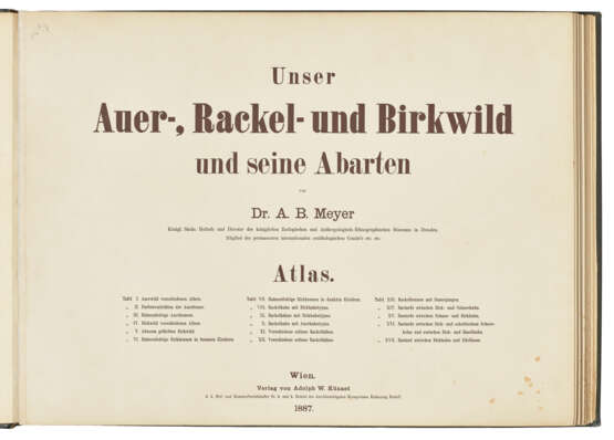 MEYER, Adolf Bernhard (1840-1911) - photo 2