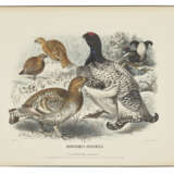 MEYER, Adolf Bernhard (1840-1911) - photo 3