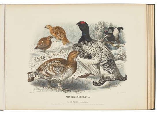 MEYER, Adolf Bernhard (1840-1911) - photo 3