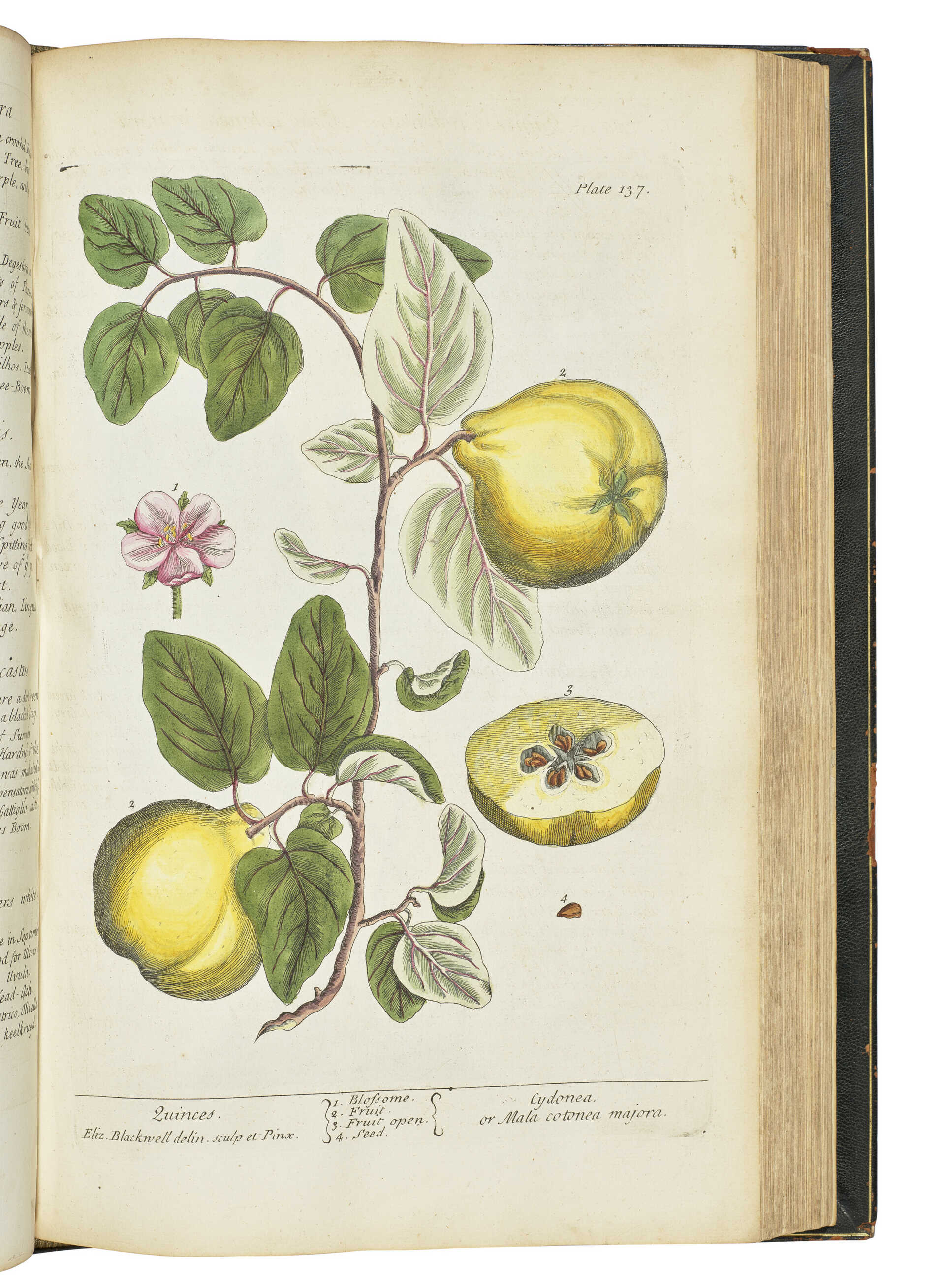 BLACKWELL, Elizabeth (1707-1758)