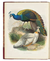 ELLIOT, Daniel Giraud (1835-1915)