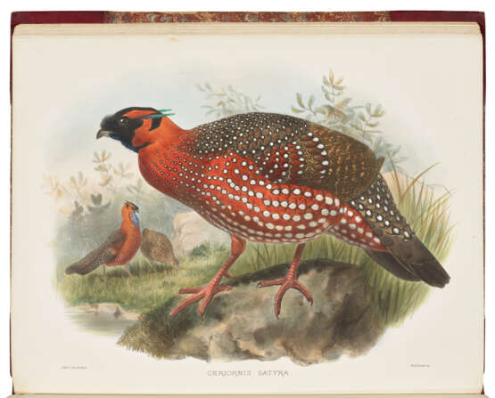 ELLIOT, Daniel Giraud (1835-1915) - фото 3