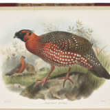 ELLIOT, Daniel Giraud (1835-1915) - фото 3