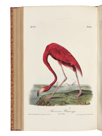 AUDUBON, John James (1785-1851) - photo 2