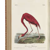 AUDUBON, John James (1785-1851) - photo 2