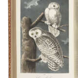 AUDUBON, John James (1785-1851) - photo 3