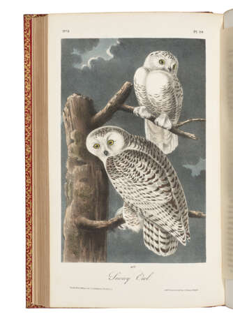 AUDUBON, John James (1785-1851) - photo 3