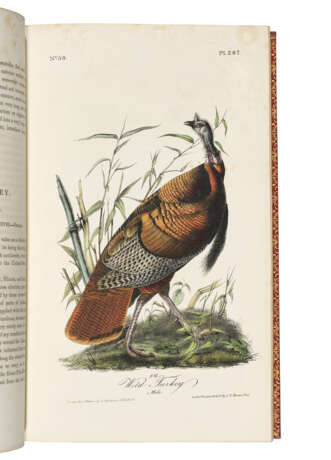 AUDUBON, John James (1785-1851) - photo 4